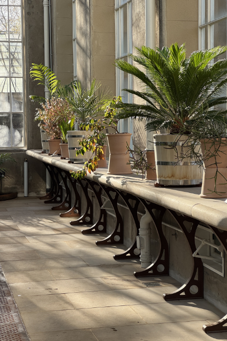 RBGE Victorian Palm House restored Winter Gardens interior with planting and seating